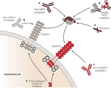 신생혈관생성 억제제의 기전
