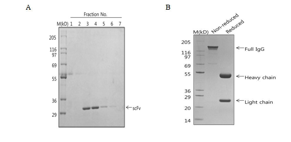 대장균 및 동물세포를 이용한 항체 생산. A. 대장균을 이용한 scFv 형태의 항체 발현 및 정제. B. 동물세포 임시발현시스템을 이용한 IgG 형태의 항체 발현 및 정제. M: marker