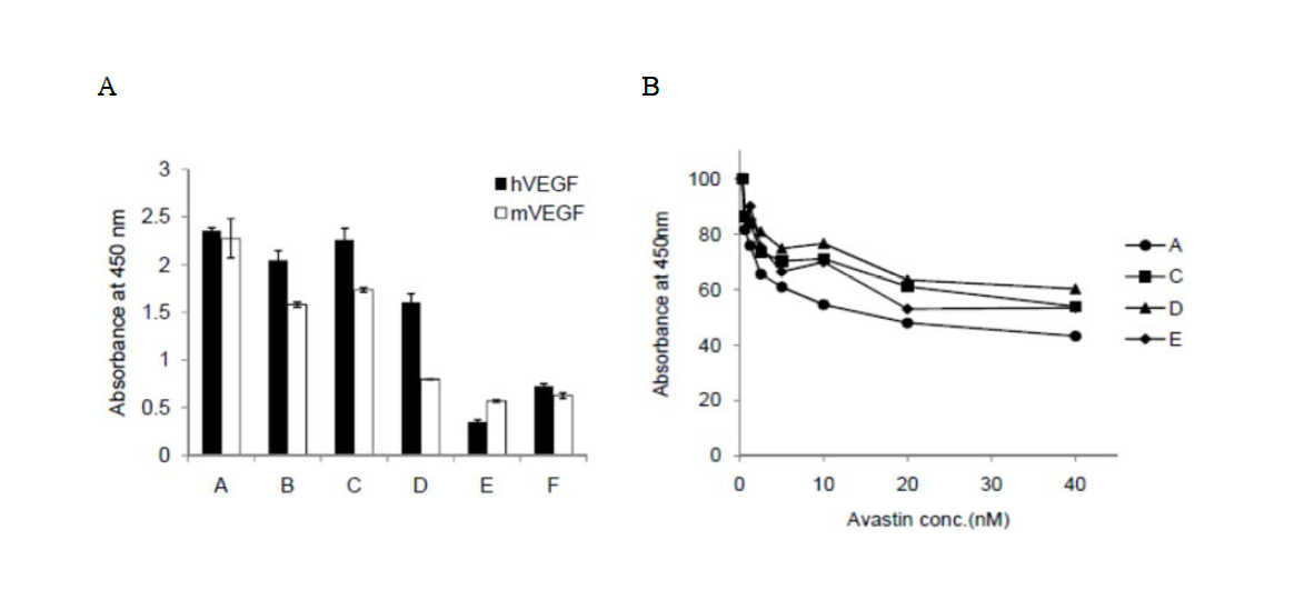 Phage 에 발현된 항체의 인간/마우스 VEGF 결합 확인 ELISA (A)와 VEGF 에 대한 Avastin 과의 경쟁적 결합 확인 (B), A, B, D clone: 인간 합성 항체 라이브러리에서 선별, C, E, F clone: 동물 면역 항체라이브러리에서 선별