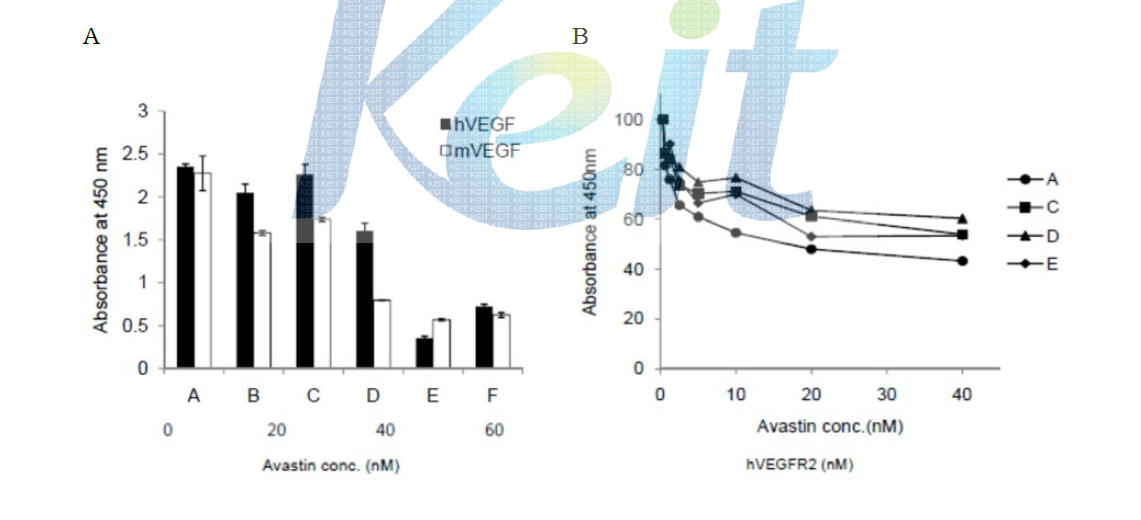 대장균에서 발현, 정제된 scFv 단백질의 VEGF 에 대한 Avastin 과의 경쟁적 결합 확인 (A), scFv 단백질의 VEGF-수용체 결합 억제능 확인(B)