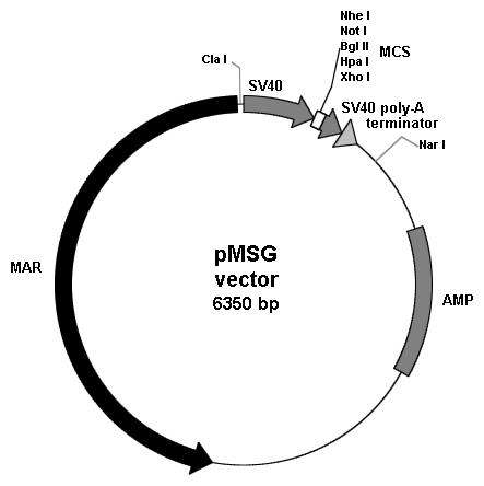 pMSG 원천 발현벡터 구성