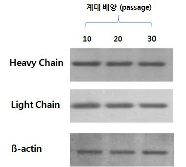 항체 생산용 재조합 CHO 세포주의 유전자 안정성 검증