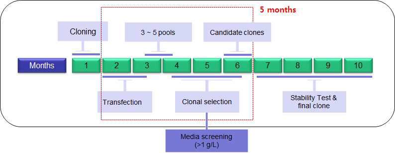 항체 생산 세포주 개발 모식도