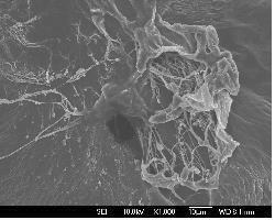 초음파 장치를 이용한 기상 코팅법으로 코팅된 경화 촉매 분말의 SEM Image