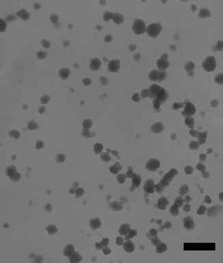 Microemulsion method에 의한 헤테로폴리산이 고정화된 SiO2의 TEM 사진 (bar: 100nm)