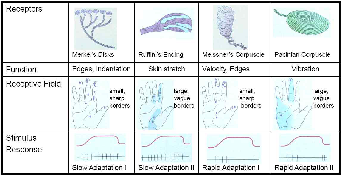 Touch와 관련된 Touch receptors의 특성