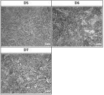 열간단조 후 시편의 심부 단면 미세조직(D5~D7 ; X500)