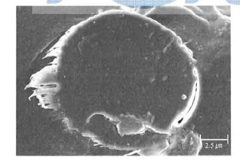 Highly magnified SEM image of Figure 20a.