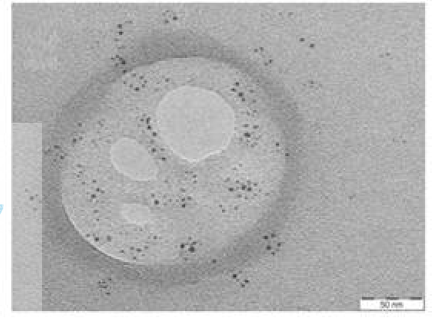 Colloidal silica의 TEM 이미지.