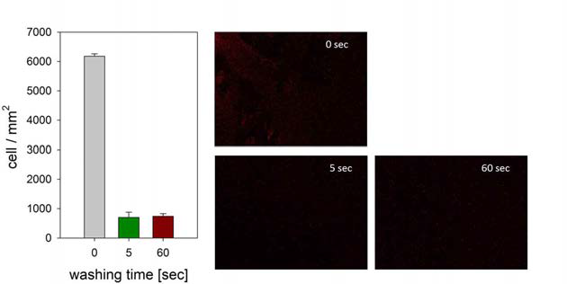 Adhesion of E-coli(RFP) on glass