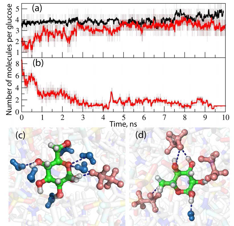 시간에 따른 포도당 주변의 (a) [TfO]-, (b) 물 분자의 이동 양상. 그래프 검정색은 [Emim][TfO]의 경우, 빨간색은 물을 매개로 한 [Emim][TfO]의 경우. (c) 0ns와 (d) 10ns 일 때 물을 매개로 한 [Emim][TfO] 내에서의 포도당주변의 구조