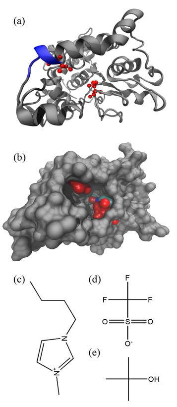 CALB의 (a) 리본구조, (b) Van der Waal's cover 구조. (c)~(e)는 실험 에 사용된 용매의 화학구조 (c) [Bmim]+, (d)[TfO]-, (e) tert-butanol