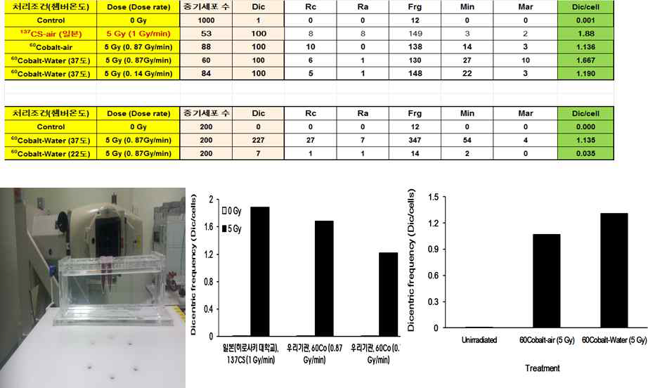 사람림프구 세포로부터 방사선 조사 조건에 따른 이동원염색체 빈도율