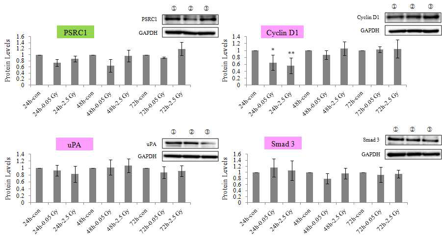 0.01 Gy 조사 된 HepG2 세포에서 miR-193b 표적 유전자의 조사