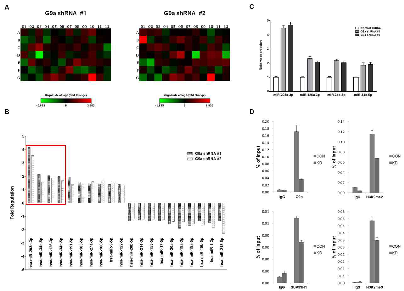 대조군과 G9a 결핍세포군에서의 microRNA 발현 분석 및 ChIP assay 분석