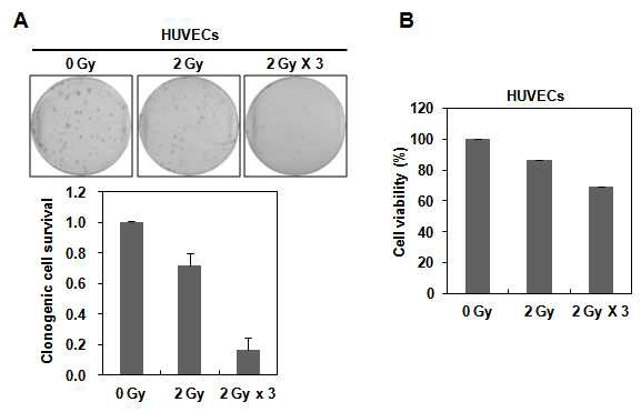 방사선이 혈관내피세포 HUVECs의 생존에 미치는 영향