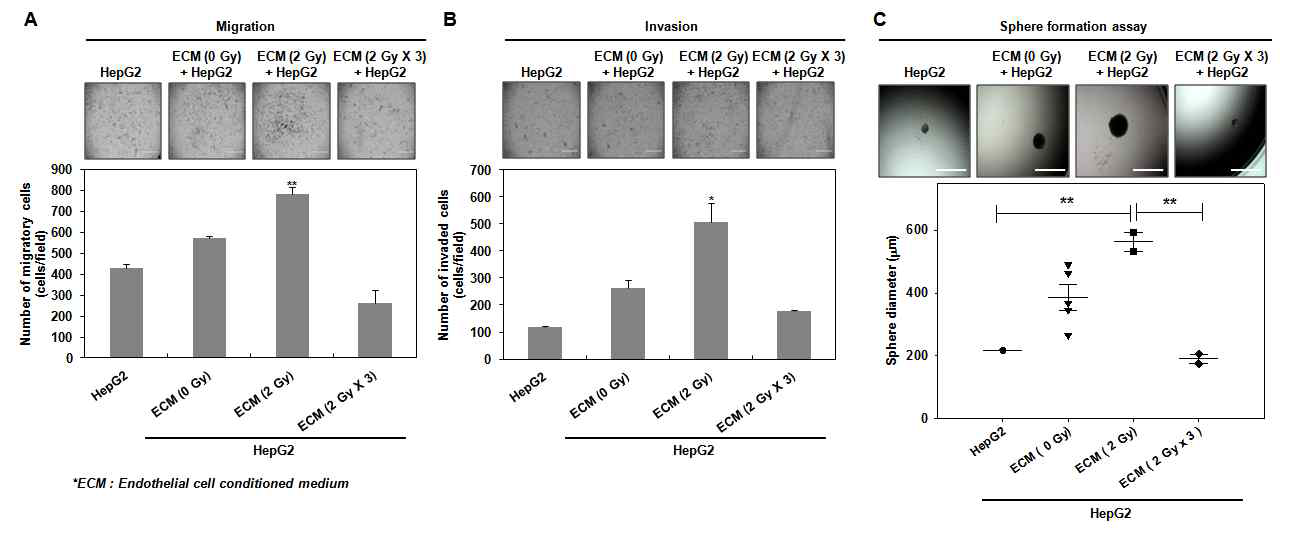 방사선 단일 및 분할 조사된 혈관내피세포가 종양세포의 migration/invasion, self-renewal에 미치는 영향