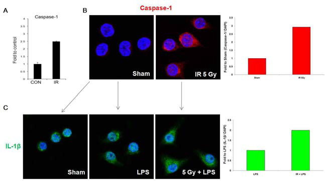 방사선 조사에 의한 대식세포의 caspase-1 및 IL-1beta 발현 변화