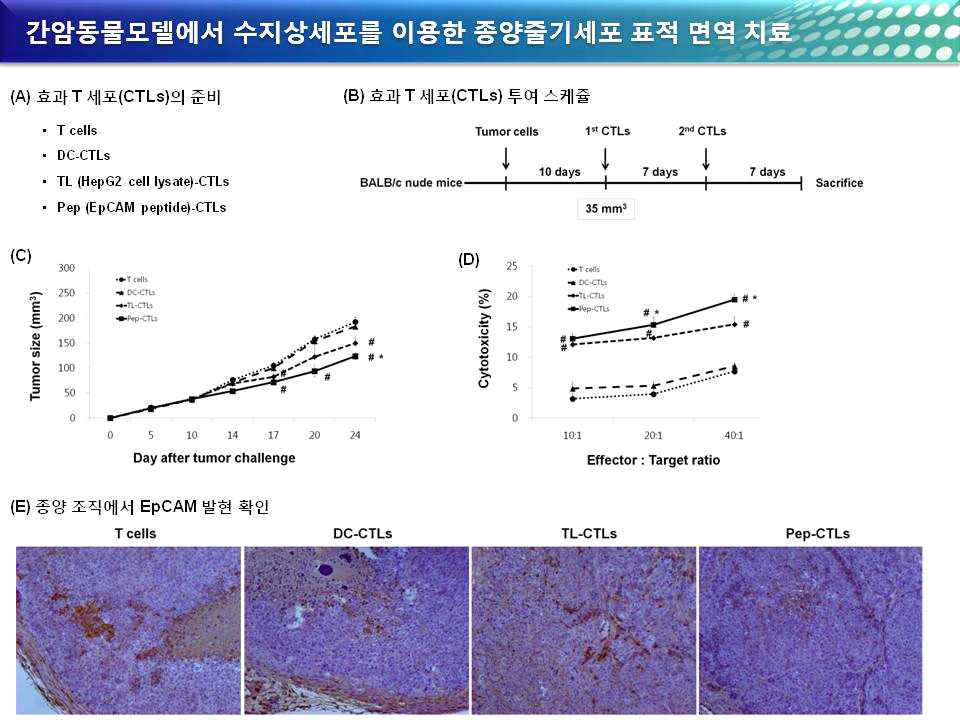 간암동물모델에서 수지상세포를 이용한 종양줄기세포 표적 면역 치료