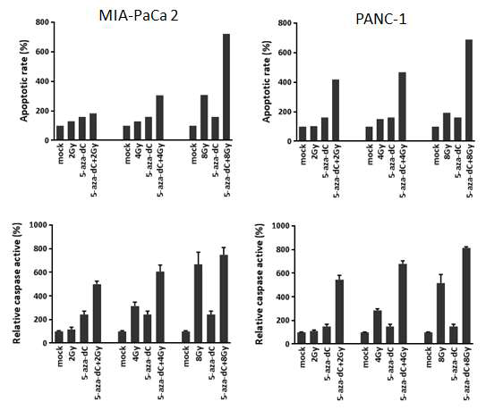 췌장암 세포주 (MIA PaCa-2, PANC-1)에서 5-aza-dC 처리 및 2, 4, 8 Gy 방사선에 따른 apoptosis 분석 결과. 상:annexin V 분석, 하: Caspase 3/7 활성분석