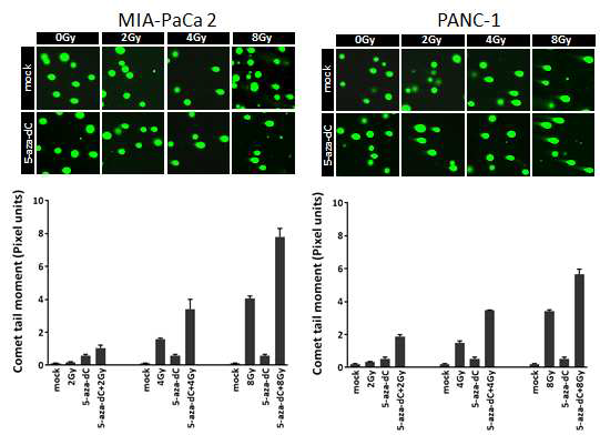 췌장암 세포주 (MIA PaCa-2, PANC-1)에서 5-aza-dC 처리 및 2, 4, 8 Gy 방사선에 따른 DNA damage 분석 결과