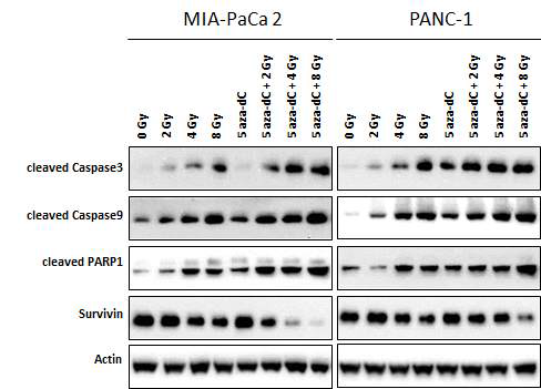 췌장암 세포주 (MIA PaCa-2와 PANC-1)에서 5-aza-dC 처리 및 방사선 조사에 따른 apoptosis관련 단백질들의 발현 변화 분석