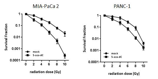 MIA PaCa-2와 PANC-1 세포주에 5-aza-dC 및 다양한 방사선 조사량에 따른 Colony 형성 분석 이후 형성된 colony수를 counting 하여 survival faction을 그래프로 나타냄.