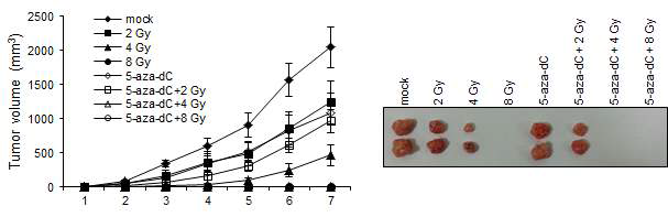 2, 4, 8 Gy 방사선 조사와 5-aza-dC를 각각 처리한 세포와 이들을 병용 처리한 MIA PaCa-2를 이용하여 nude mouse에서의 xenograft model 시스템