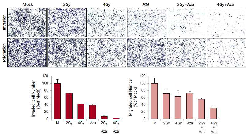 췌장암 세포주 (MIA PaCa-2) 에서 5-aza-dC 처리 및 방사선 선량 (2, 4 Gy)에 따른 cell migration and invasion 분석