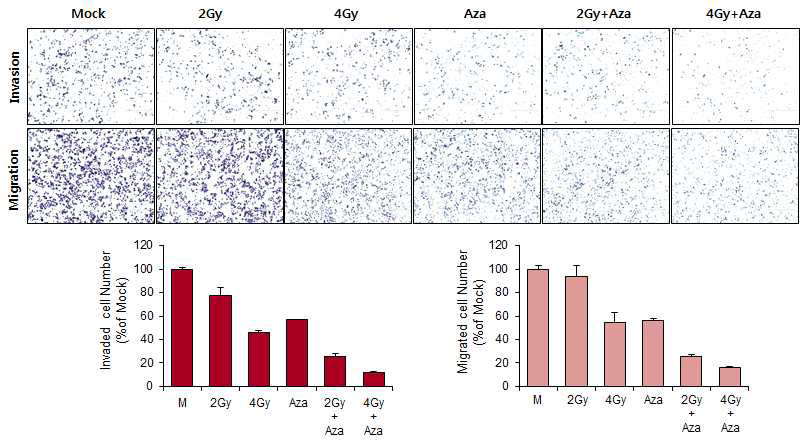 췌장암 세포주 (PANC-1) 에서 5-aza-dC 처리 및 방사선 선량 (2, 4 Gy)에따른 cell migration and invasion 분석