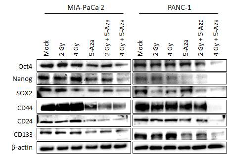 췌장암 세포주 (MIA Paca-2, PANC-1)에서 5-aza-dC 처리 및 방사선 (2, 4Gy)에 따른 Oct4, Nanog, Sox2 단백질들의 발현 변화 및 종양줄기세포 표지인자들 CD44, CD24, CD133의 발현 분석