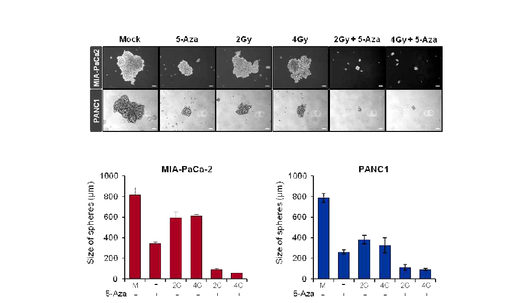 췌장암 세포주 (MIA PaCa-2, PANC-1)에서 5-aza-dC 처리 및 방사선 선량에 따른 cancer stem cell 형성과 성장조사