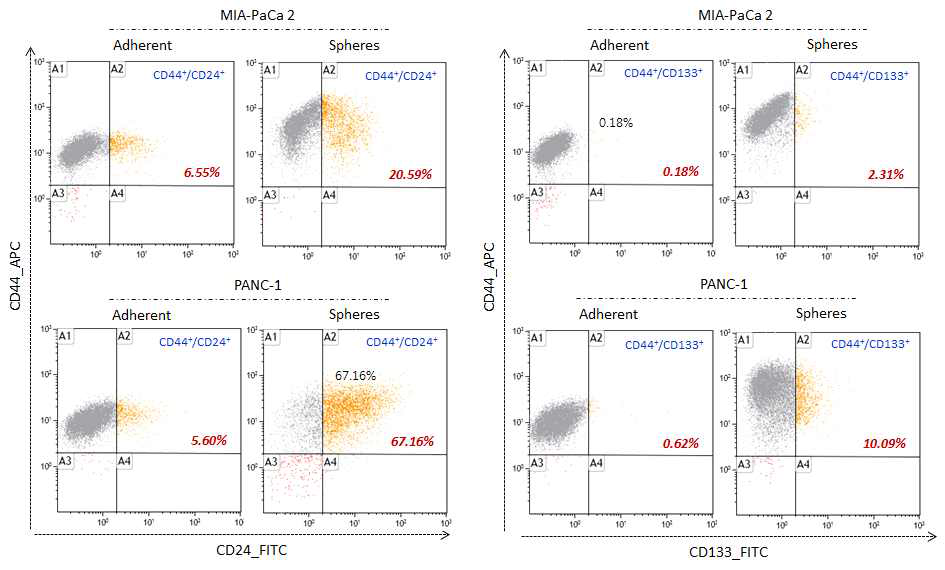 췌장암 세포주 (MIA PaCa-2, PANC1)에서 췌장암줄기세포 유사 세포의 형성확인을 위해 종양줄기세포 표지 인자 CD24, CD44, CD133 marker를 이용한 FACS 분석