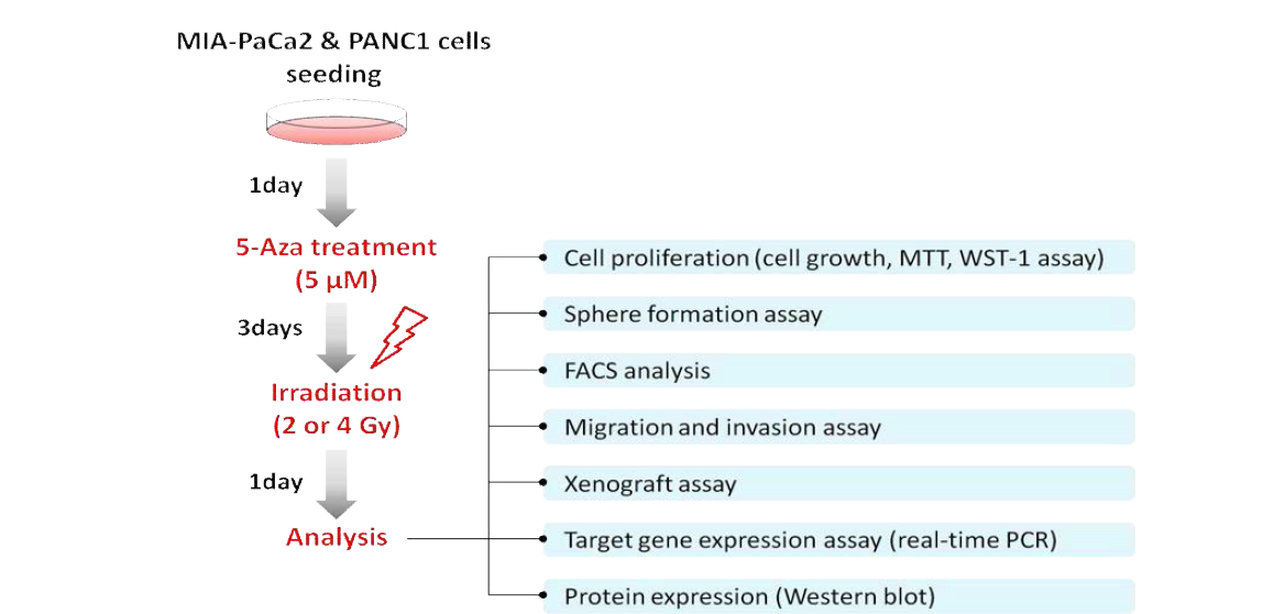 췌장암 세포주에서 DNA methylation 억제와 방사선 조사를 통한 세포 민감성 변화 분석을 위한 실험 방법