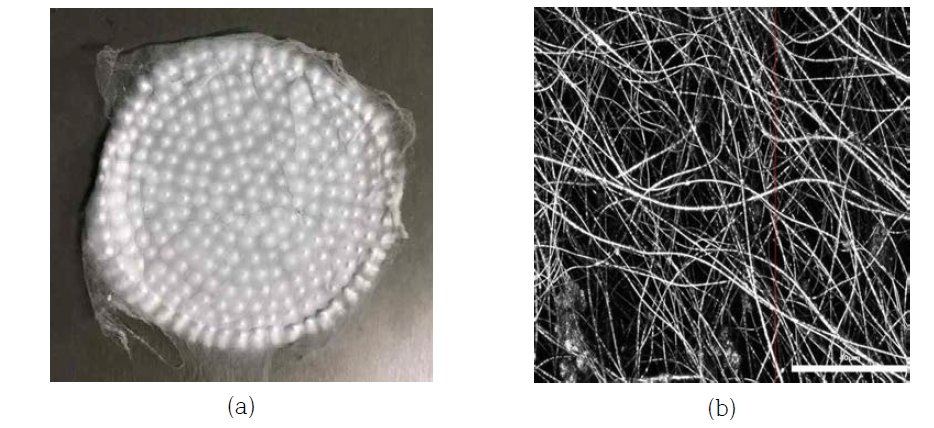 (a)PLA-aerogel 복합소재 필름 (b)공초첨 현미경 이미지