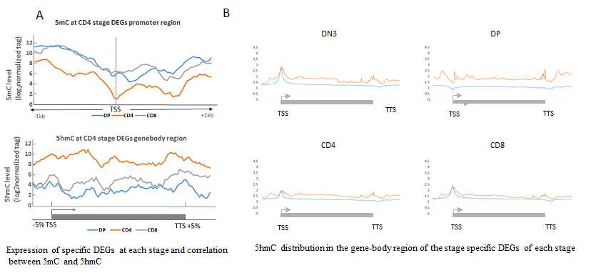 마우스 T세포의 분화과정동안 단계 특이적인 유전자 발현과 DNA 메틸레이션 및 DNA 하이드록시메틸레이션간의 상관관계