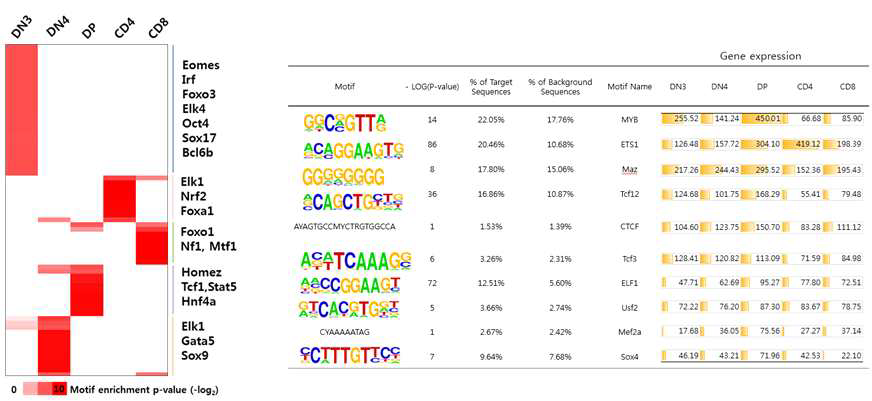 마우스 T세포 분화과정에서 단계 특이적 DNA 메틸레이션 영역 전사조절인자 binding motif 분석