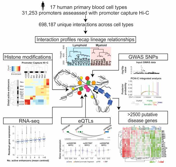 Lineage-specific genome architecture links enhancers and non-coding disease variants to target gene promoters