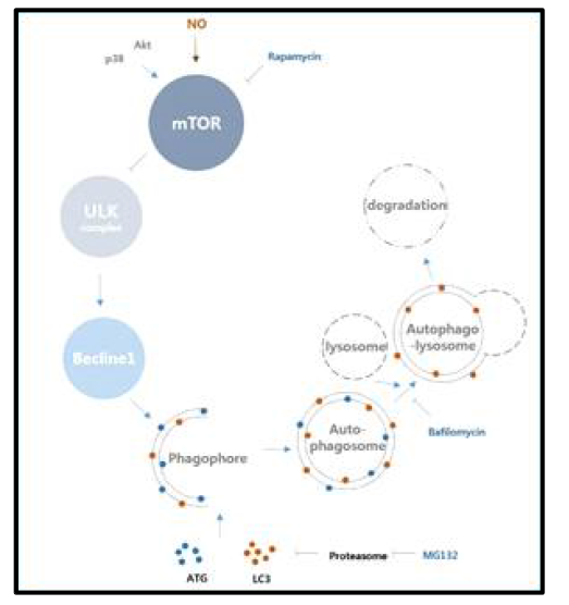 산화질소(NO)를 과 발현에 의한 mTOR-ULK-1 작용기작 변화