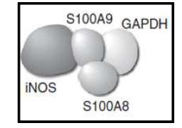 iNOS와 S100A8/A9의 결합 모식도