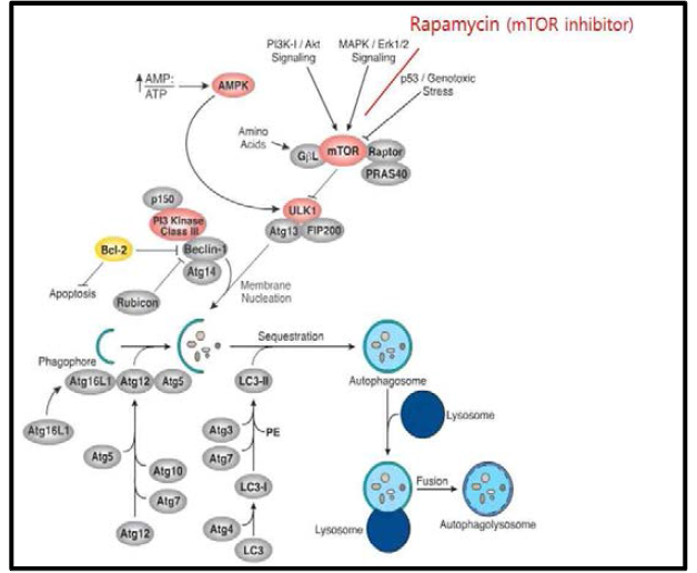 mTOR pathway (cell signaling)