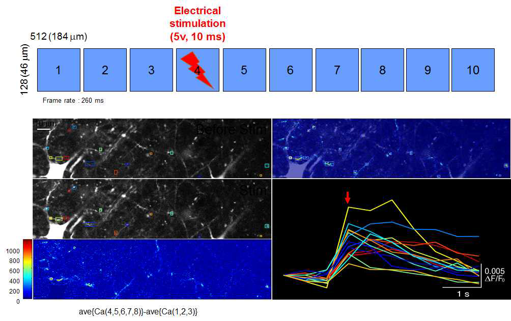 AAV를 이용하여 GCaMP6를 발현시킨 쥐의 뇌로부터 얻은 급성뇌조직에서 전기자극에 의한 칼슘신호