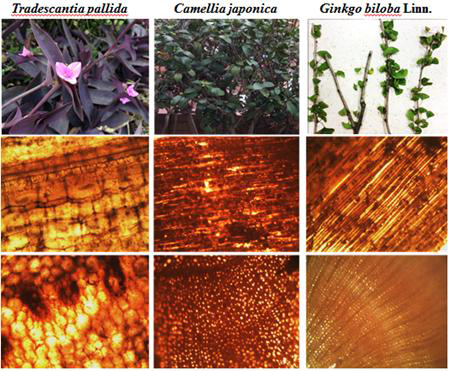 Morphological characterization among Tradescantia pallida, Camellia japonica, Ginkgo biloba Linn.