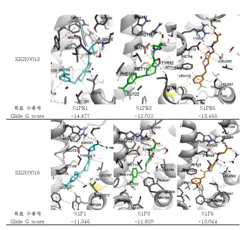컴퓨터 분자 모델링에 의한 KKJE0013, KKJE0016 화합물의 glide g score 값