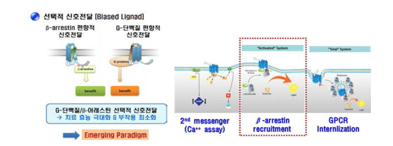 선택적 신호전달 모식도 및 S1P1 β-arrestin assay 시스템