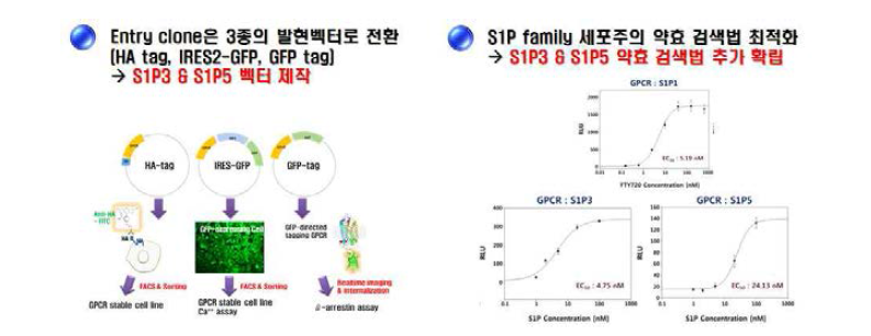 S1P3, S1P5 약효 검색법 추가 확립 및 검증