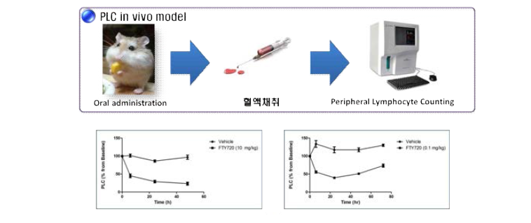 PLC in vivo model 확립 및 평가 시스템 검증