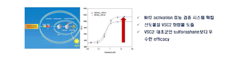 Nrf2 activator 최적화를 위한 in vitro 효능 검증 시스템