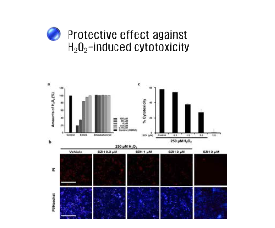SZH의 신경세포보호 효능 검증