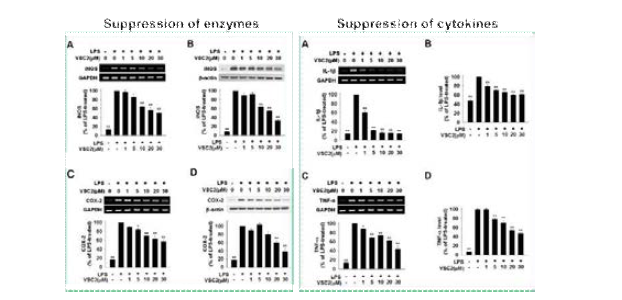 선도물질 VSC2의 in vitro 항염증 효능